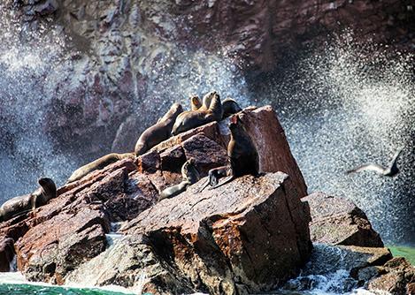 Sea lions gather on some rock formations in the Ballestas Islands off the coast of Paracas.