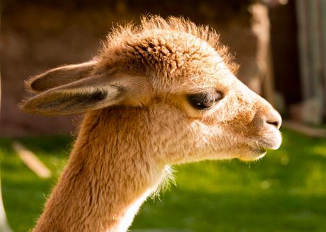 A young vicuña at the Ccochahuasi Animal Sanctuary located between Cusco and the Sacred Valley.