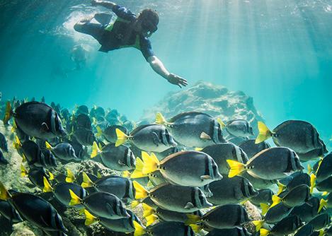 A man wearing a wetsuit snorkeling in the ocean near a large school of fish in the Galapagos.