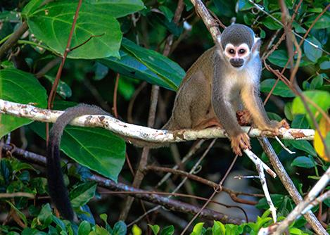 A squirrel monkey perched on a tree branch in Manu National Park in the Peruvian Amazon Rainforest.