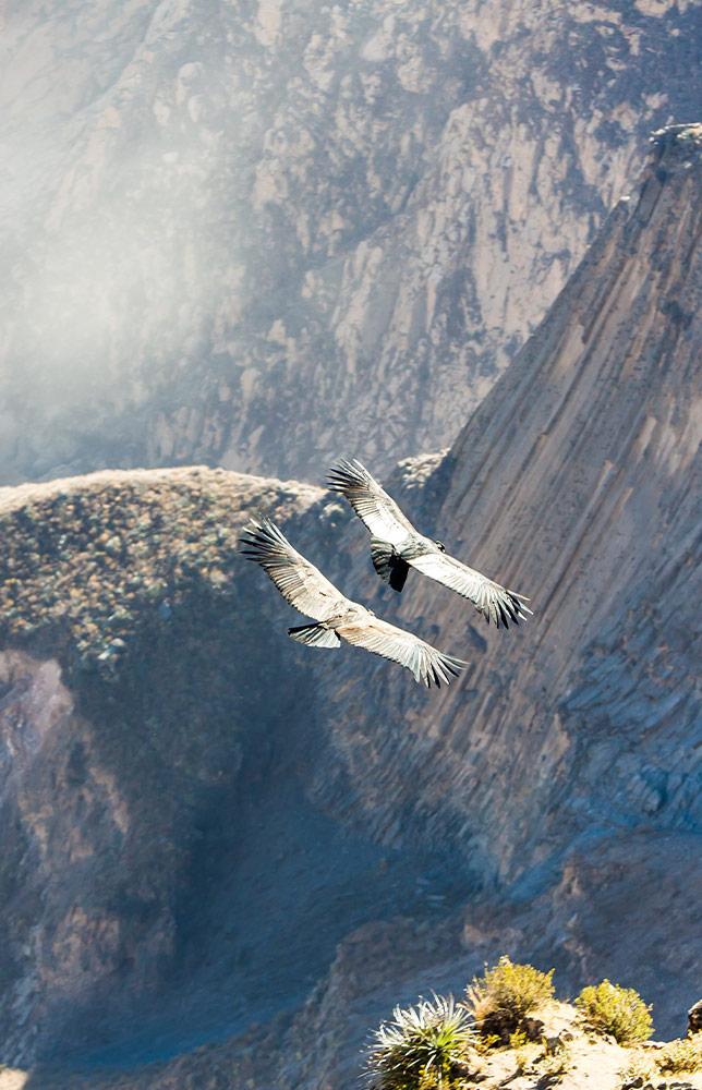 Colca Canyon & Machu Picchu