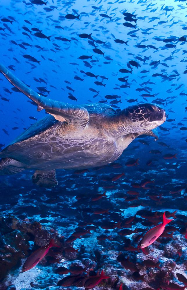 Galapagos Island Hopping