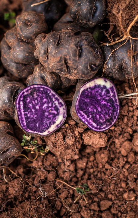 A purple potato cut in half, sitting next to a pile of other potatoes on top of some soil.