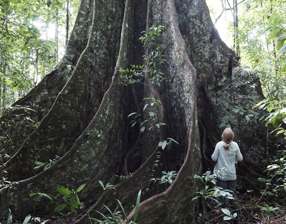 A huge tree trunk with a woman standing next to it looking up. You can tell how large the tree is because the woman looks small
