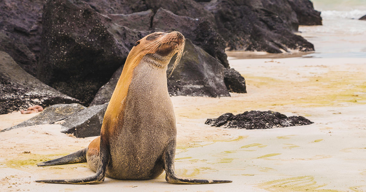 The Best Time to Visit the Galapagos Islands: When to Go - Inca Expert