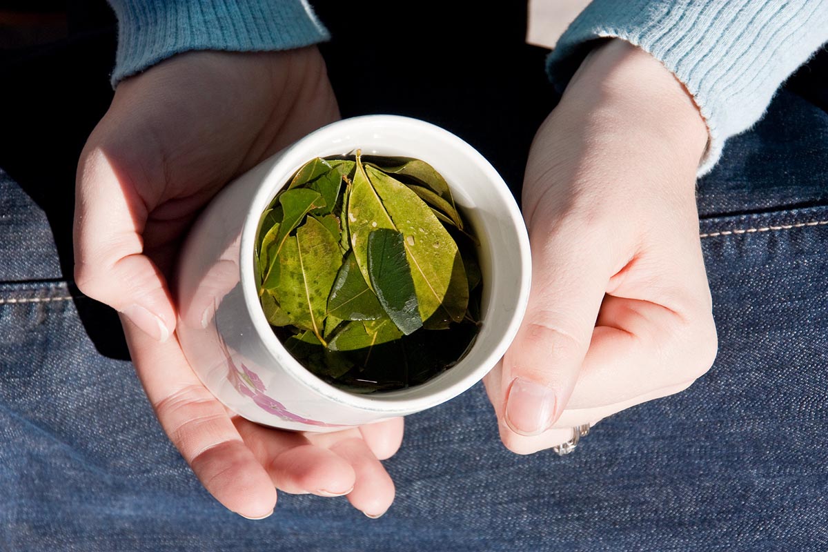 Close up of a woman's hands holding a white mug of coca tea infused with whole coca leaves.