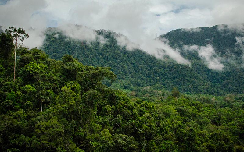 amazon rainforest travel guide